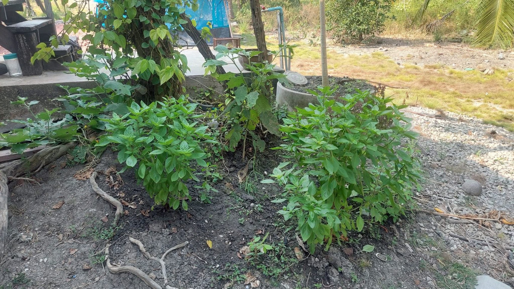 อำเภอดำเนินสะดวก ส่งเสริมการปลูกผักสวนครัวสร้างความมั่นคงทางอาหาร ลดรายจ่าย เพิ่มรายได้